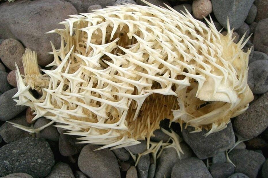 Le squelette d’un poisson porc-épic (diodon) : quand la nature invente la “balle hérissée” Le squelette d un poisson porc epic diodon nychtemerus 1 Le squelette d un poisson porc epic diodon nychtemerus