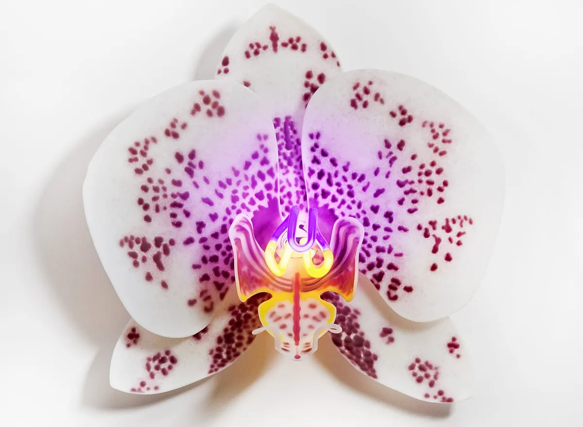 Les delicates orchidees de verre de Laura Hart 14 Les delicates orchidees de verre de Laura Hart 14