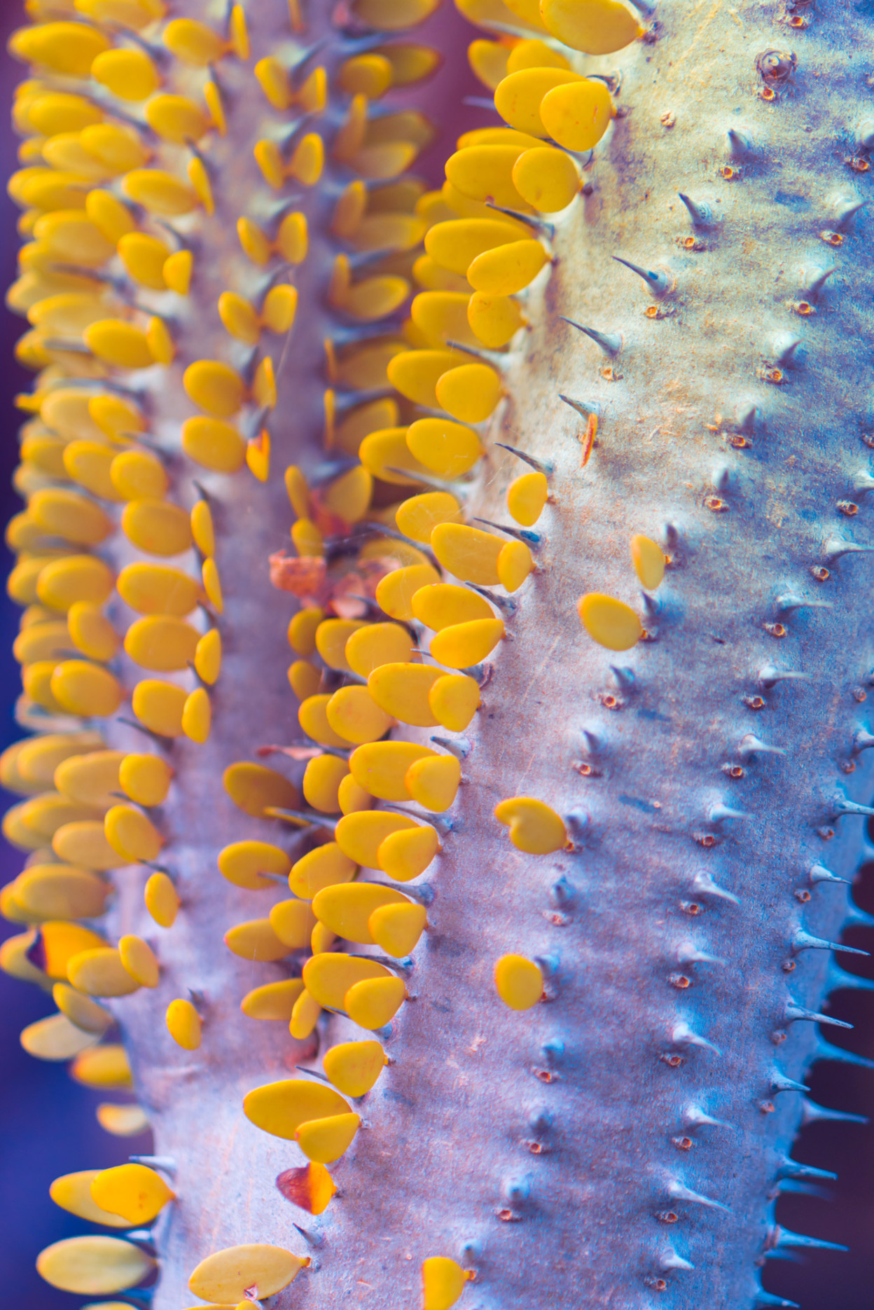 Suprachromacy - la végétation de Lanzarote en infrarouge par Marcus Wendt Suprachromacy la vegetation de Lanzarote en infrarouge par Marcus Wendt 2 Suprachromacy-la-vegetation-de-Lanzarote-en-infrarouge-par-Marcus-Wendt-2