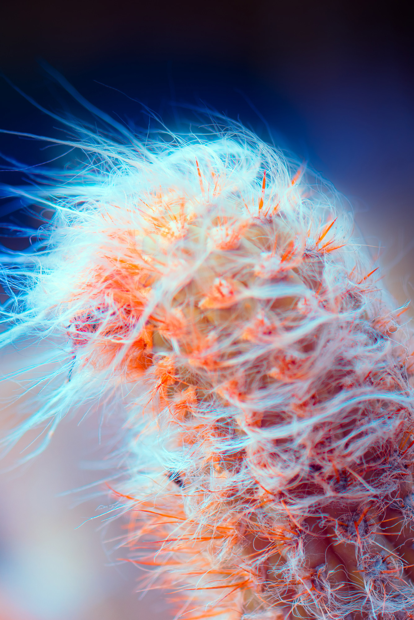 Suprachromacy - la végétation de Lanzarote en infrarouge par Marcus Wendt Suprachromacy la vegetation de Lanzarote en infrarouge par Marcus Wendt 8 Suprachromacy-la-vegetation-de-Lanzarote-en-infrarouge-par-Marcus-Wendt-8