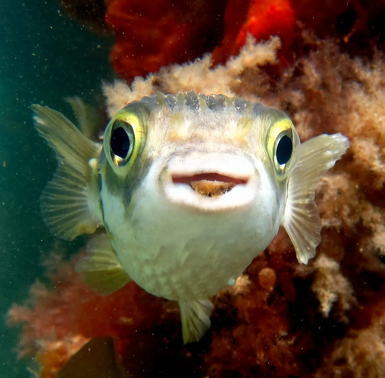 poisson porc epic diodon nychtemerus 2 poisson porc epic diodon nychtemerus 2