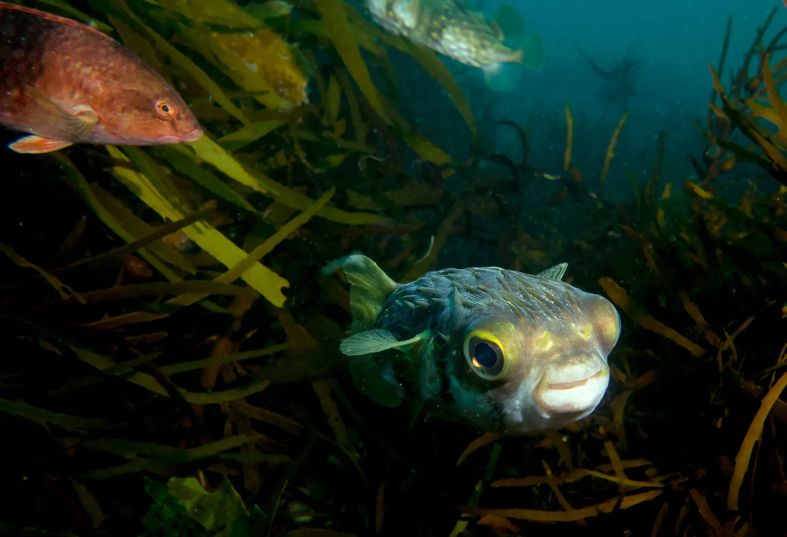 poisson porc epic diodon nychtemerus 4 poisson porc epic diodon nychtemerus 4