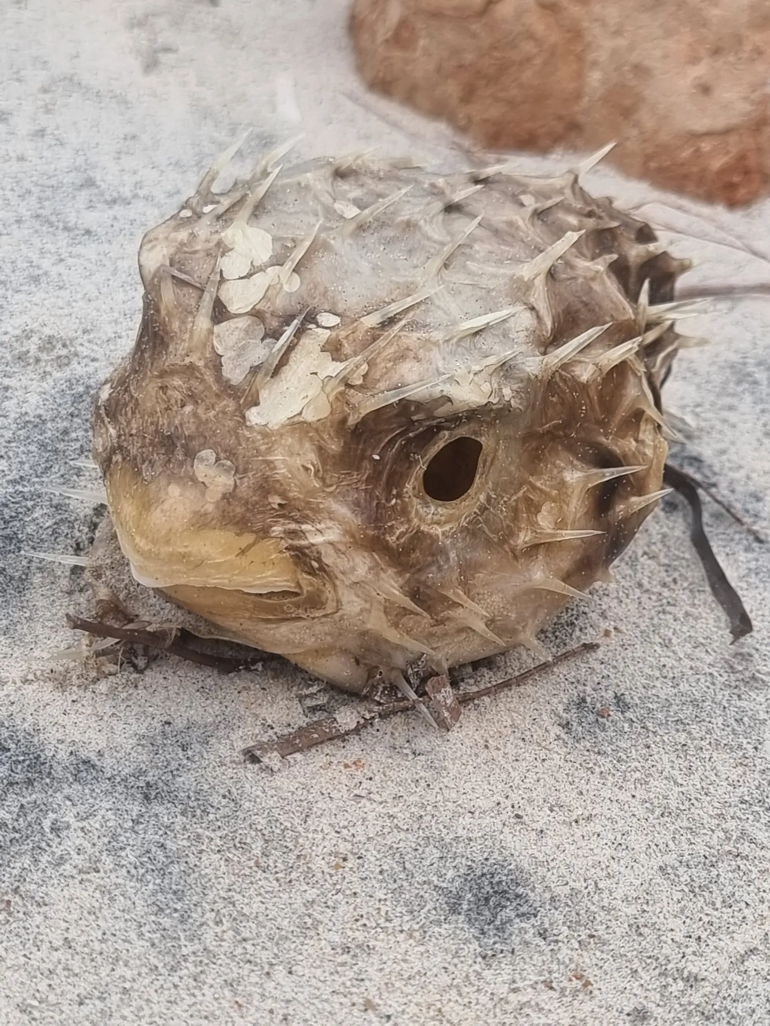 poisson porc epic diodon nychtemerus 5 poisson porc epic diodon nychtemerus 5