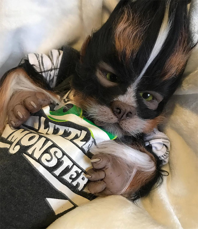 Werepups - les poupons loup-garou de Asia Eriksen Werepups les poupons loup garou de Asia Eriksen 11 Werepups-les-poupons-loup-garou-de-Asia-Eriksen-11