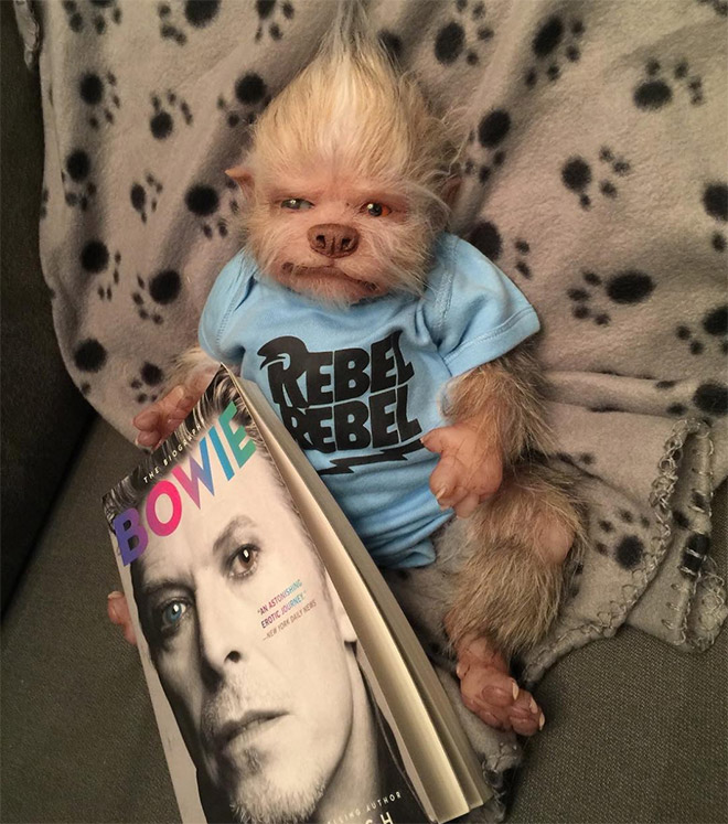 Werepups - les poupons loup-garou de Asia Eriksen Werepups les poupons loup garou de Asia Eriksen 15 Werepups-les-poupons-loup-garou-de-Asia-Eriksen-15