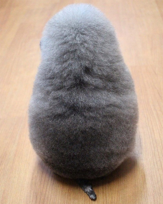 Les toilettages de chiens en vraies boules de poils de Yoriko Hamachiyo Les toilettages de chiens en vraies boules de poils de Yoriko Hamachiyo 4 Les-toilettages-de-chiens-en-vraies-boules-de-poils-de-Yoriko-Hamachiyo-4