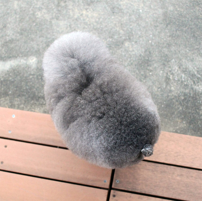 Les toilettages de chiens en vraies boules de poils de Yoriko Hamachiyo Les toilettages de chiens en vraies boules de poils de Yoriko Hamachiyo 5 Les-toilettages-de-chiens-en-vraies-boules-de-poils-de-Yoriko-Hamachiyo-5