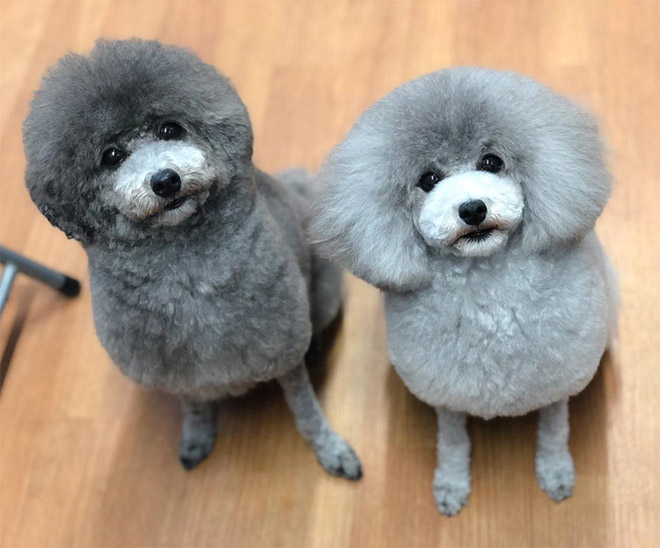 Les toilettages de chiens en vraies boules de poils de Yoriko Hamachiyo Les toilettages de chiens en vraies boules de poils de Yoriko Hamachiyo 8 Les-toilettages-de-chiens-en-vraies-boules-de-poils-de-Yoriko-Hamachiyo-8