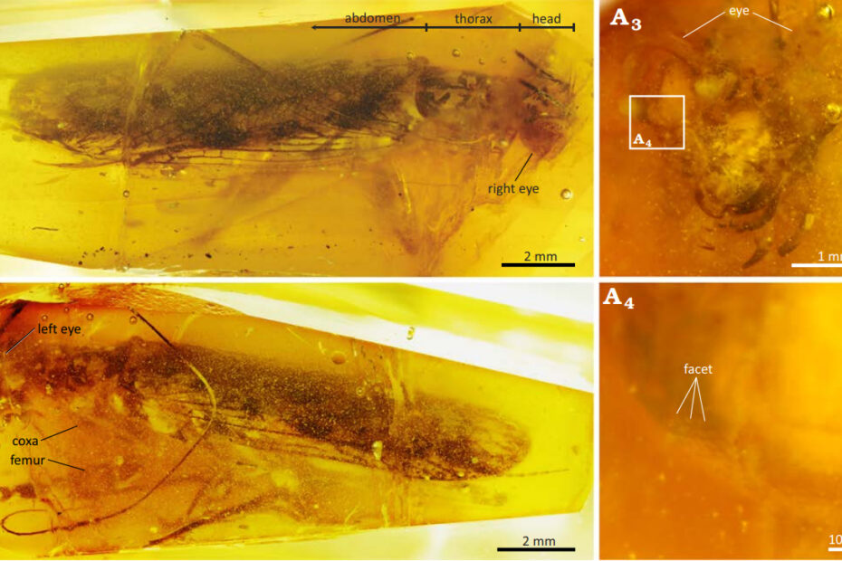 Ambermantis wozniaki, mante fossile vieille de 90 millions d’années dans l’ambre
