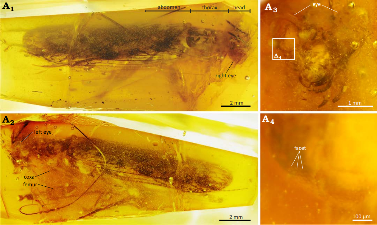 ambermantis wozniaki mante fossile ambre Ambermantis wozniaki, mante fossile vieille de 90 millions d’années dans l’ambre