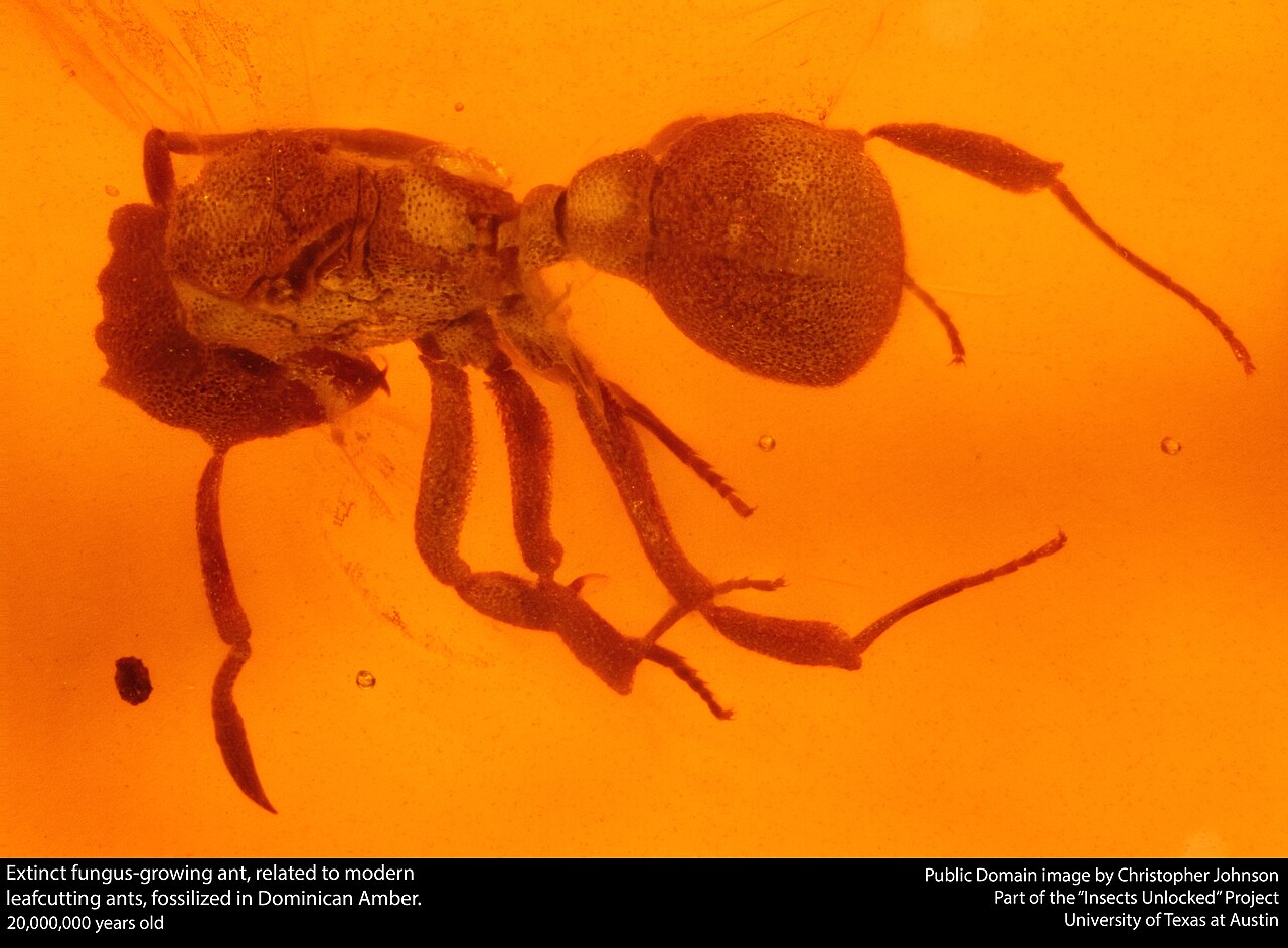 Fourmi fossile vieille de 20 millions d’années dans de l’ambre dominicain Fourmi fossile vieille de 20 millions d’années dans de l’ambre dominicain