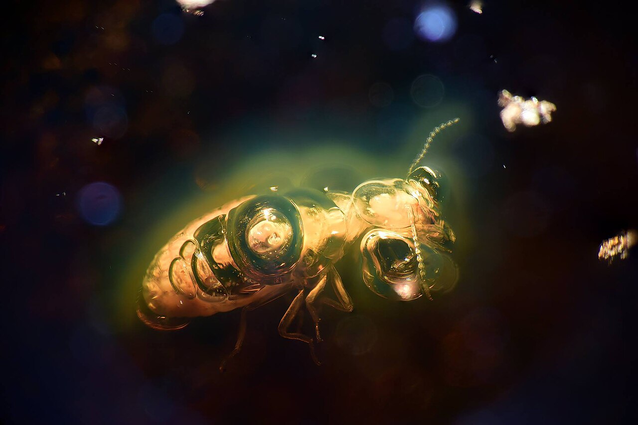 Insecte fossilisé préservé dans de l’ambre dominicain Insecte fossilisé préservé dans de l’ambre dominicain