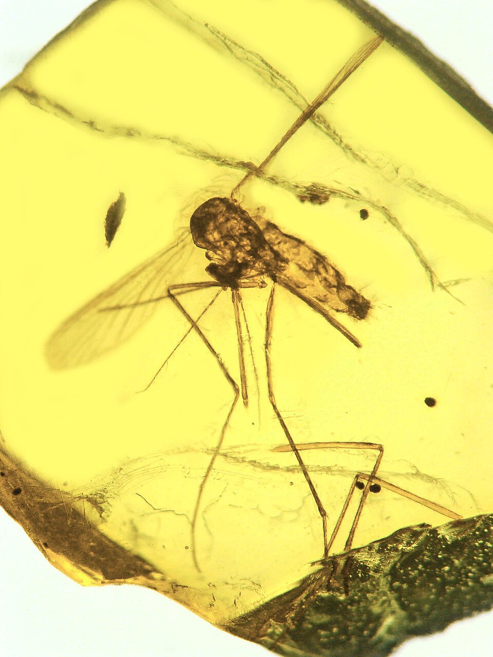 Moustique fossile Culex malariager dans de l’ambre dominicain Moustique fossile Culex malariager dans de l’ambre dominicain