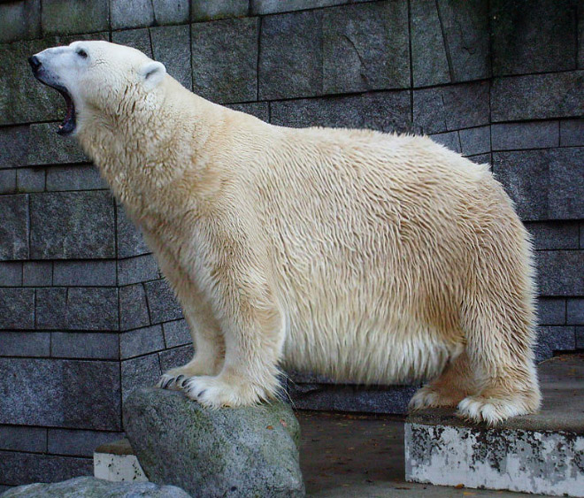 Obeastity - des animaux rendus obèses via photoshop Obeastity des animaux rendus obeses via photoshop 10 ours Obeastity-des-animaux-rendus-obeses-via-photoshop-10-ours