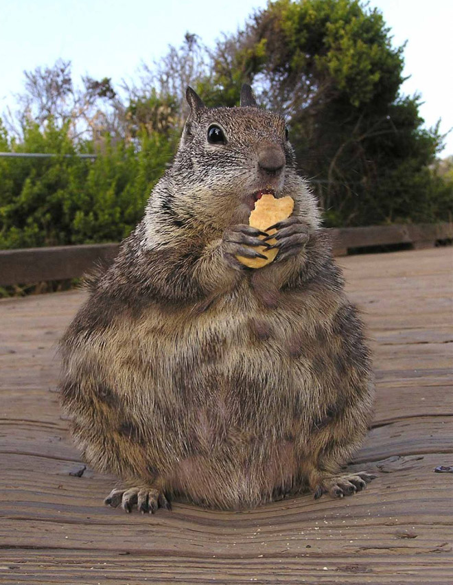 Obeastity - des animaux rendus obèses via photoshop Obeastity des animaux rendus obeses via photoshop 12 ecureuil Obeastity-des-animaux-rendus-obeses-via-photoshop-12-ecureuil