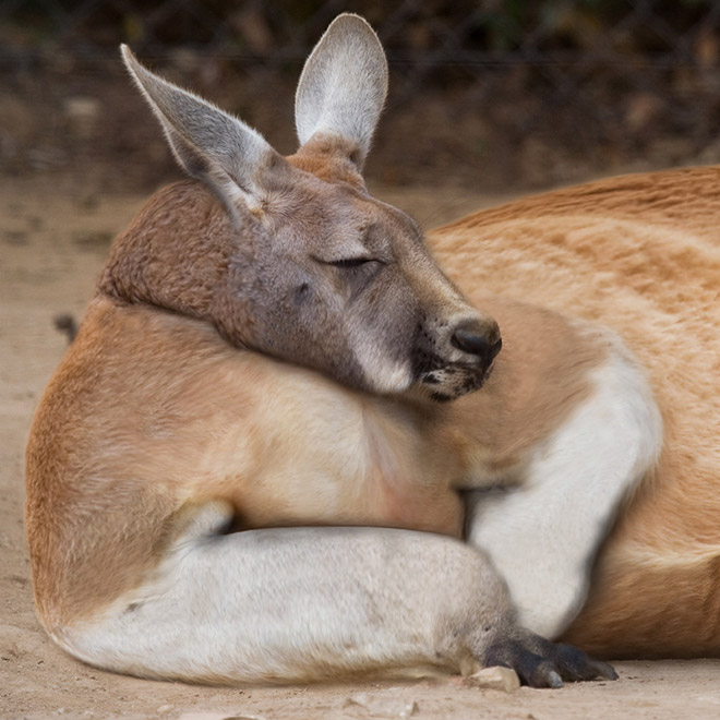 Obeastity - des animaux rendus obèses via photoshop Obeastity des animaux rendus obeses via photoshop 15 kangourou Obeastity-des-animaux-rendus-obeses-via-photoshop-15-kangourou