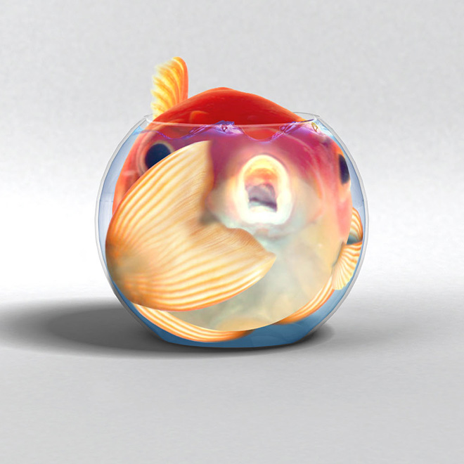 Obeastity - des animaux rendus obèses via photoshop Obeastity des animaux rendus obeses via photoshop 16 poisson Obeastity-des-animaux-rendus-obeses-via-photoshop-16-poisson