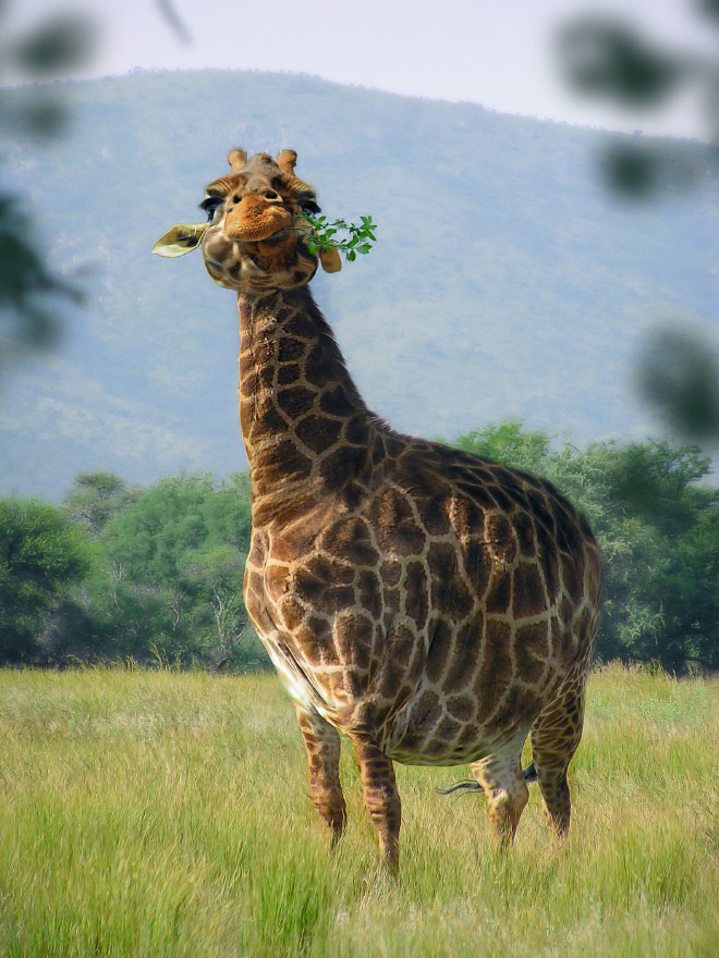 Obeastity - des animaux rendus obèses via photoshop Obeastity des animaux rendus obeses via photoshop 17 girafe Obeastity-des-animaux-rendus-obeses-via-photoshop-17-girafe