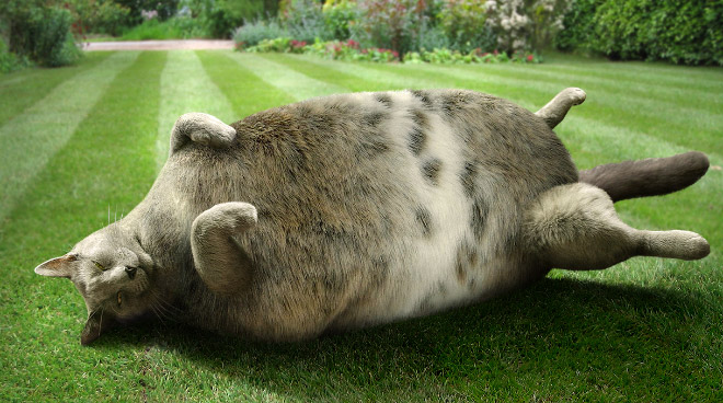 Obeastity - des animaux rendus obèses via photoshop Obeastity des animaux rendus obeses via photoshop 18 chat Obeastity-des-animaux-rendus-obeses-via-photoshop-18-chat