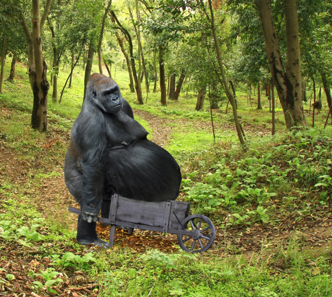 Obeastity - des animaux rendus obèses via photoshop Obeastity des animaux rendus obeses via photoshop 19 gorille Obeastity-des-animaux-rendus-obeses-via-photoshop-19-gorille