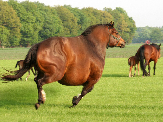Obeastity - des animaux rendus obèses via photoshop Obeastity des animaux rendus obeses via photoshop 20 cheval Obeastity-des-animaux-rendus-obeses-via-photoshop-20-cheval