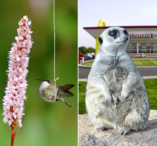 Obeastity - des animaux rendus obèses via photoshop Obeastity des animaux rendus obeses via photoshop 3 Obeastity-des-animaux-rendus-obeses-via-photoshop-3