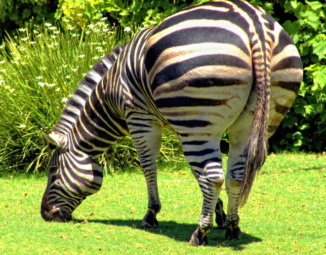 Obeastity - des animaux rendus obèses via photoshop Obeastity des animaux rendus obeses via photoshop 5 zebre Obeastity-des-animaux-rendus-obeses-via-photoshop-5-zebre