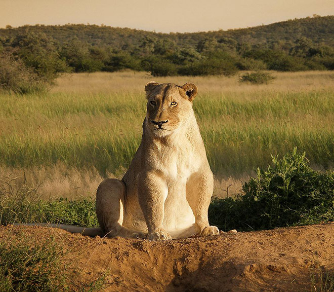 Obeastity - des animaux rendus obèses via photoshop Obeastity des animaux rendus obeses via photoshop 6 lion Obeastity-des-animaux-rendus-obeses-via-photoshop-6-lion