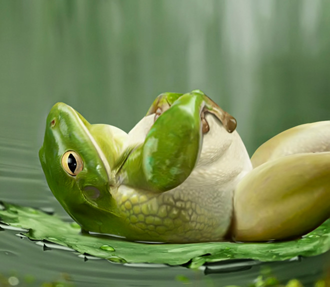 Obeastity - des animaux rendus obèses via photoshop Obeastity des animaux rendus obeses via photoshop 7 grenouille Obeastity-des-animaux-rendus-obeses-via-photoshop-7-grenouille