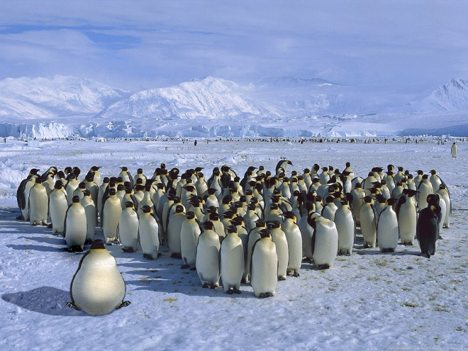 Obeastity - des animaux rendus obèses via photoshop Obeastity des animaux rendus obeses via photoshop 8 pingouin Obeastity-des-animaux-rendus-obeses-via-photoshop-8-pingouin