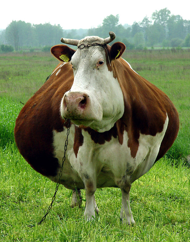 Obeastity - des animaux rendus obèses via photoshop Obeastity des animaux rendus obeses via photoshop 9 vache Obeastity-des-animaux-rendus-obeses-via-photoshop-9-vache