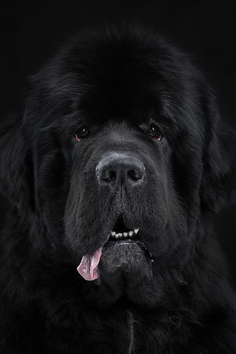 The dog show - les adorables portraits de chiens de Alexander Khokhlov et Veronica Ershova The dog show les adorables portraits de chiens de Alexander Khokhlov et Veronica Ershova 11 The-dog-show-les-adorables-portraits-de-chiens-de-Alexander-Khokhlov-et-Veronica-Ershova-11