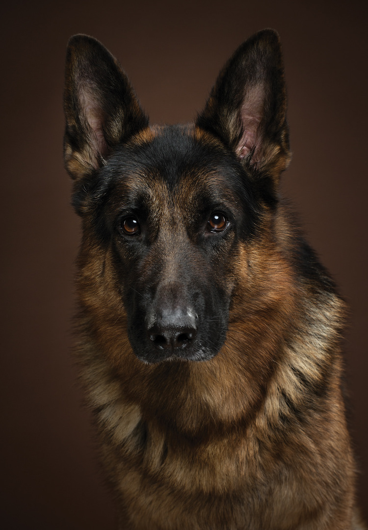 The dog show - les adorables portraits de chiens de Alexander Khokhlov et Veronica Ershova The dog show les adorables portraits de chiens de Alexander Khokhlov et Veronica Ershova 14 berger allemand The-dog-show-les-adorables-portraits-de-chiens-de-Alexander-Khokhlov-et-Veronica-Ershova-14-berger-allemand