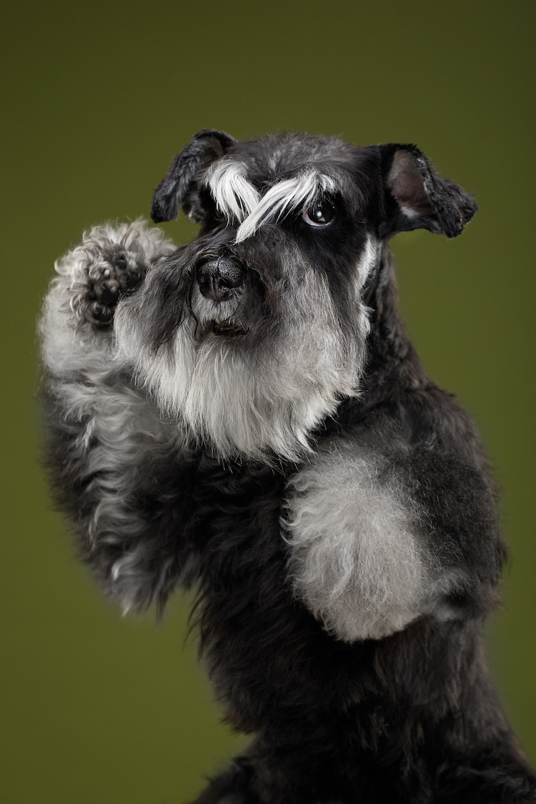 The dog show - les adorables portraits de chiens de Alexander Khokhlov et Veronica Ershova The dog show les adorables portraits de chiens de Alexander Khokhlov et Veronica Ershova 2 schnauzer The-dog-show-les-adorables-portraits-de-chiens-de-Alexander-Khokhlov-et-Veronica-Ershova-2-schnauzer