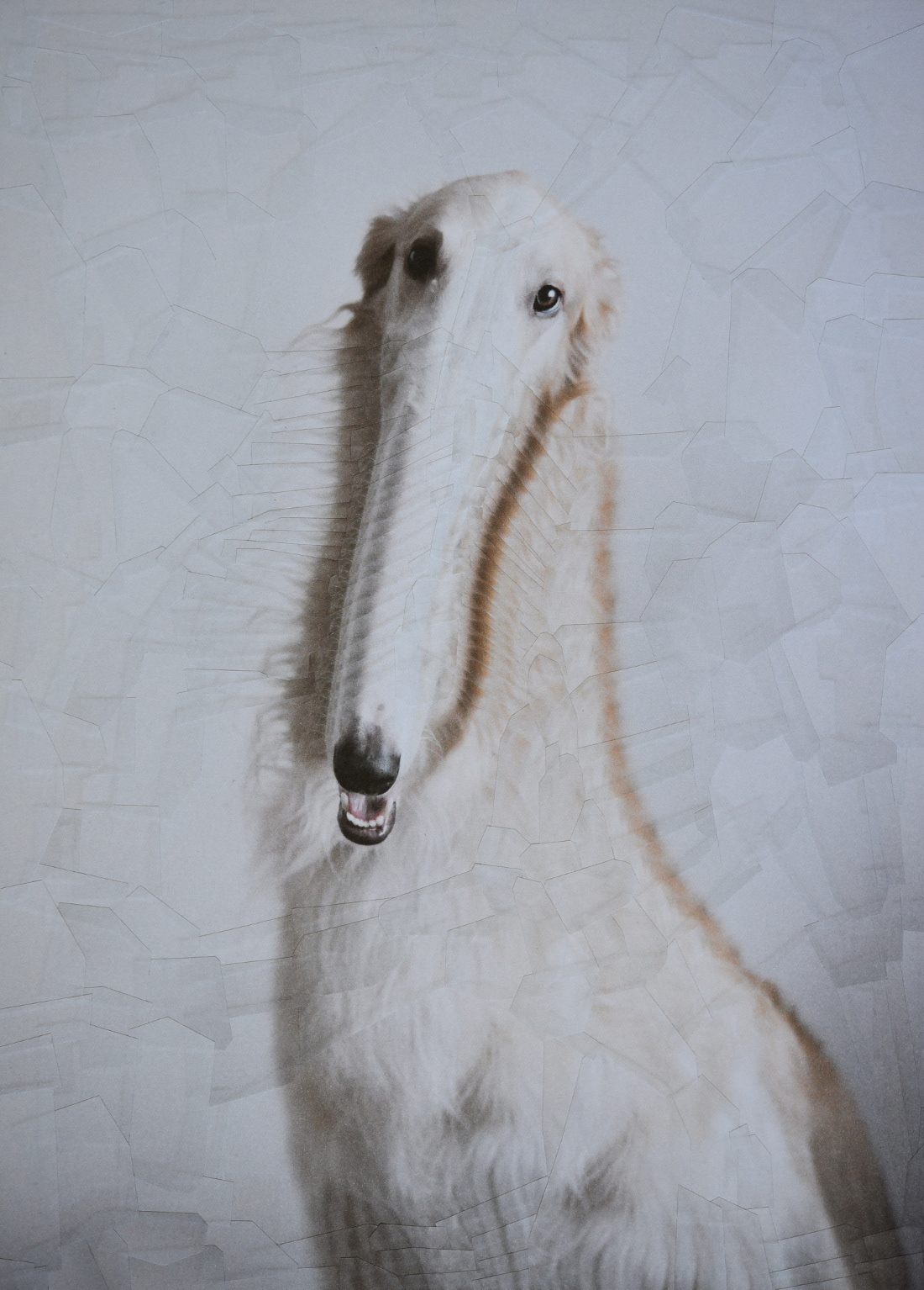 des portraits surréalistes de chiens et de chats en collages par Lola Dupré des portraits surrealistes de chiens et de chats en collages par Lola Dupre 2 des-portraits-surrealistes-de-chiens-et-de-chats-en-collages-par-Lola-Dupre-2