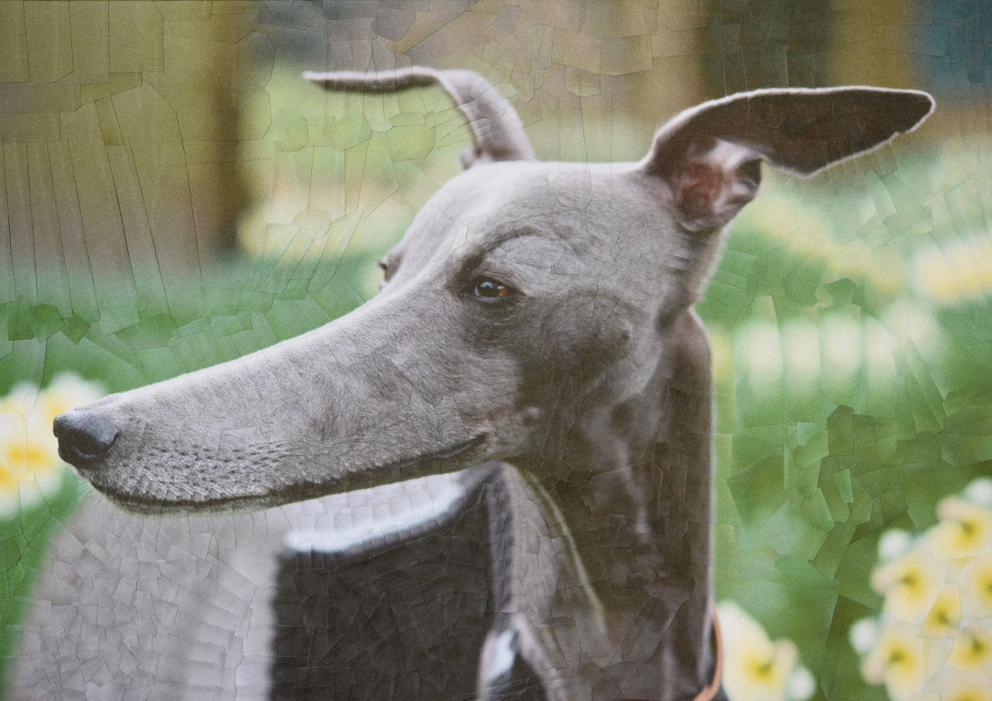 des portraits surréalistes de chiens et de chats en collages par Lola Dupré des portraits surrealistes de chiens et de chats en collages par Lola Dupre 4 des-portraits-surrealistes-de-chiens-et-de-chats-en-collages-par-Lola-Dupre-4