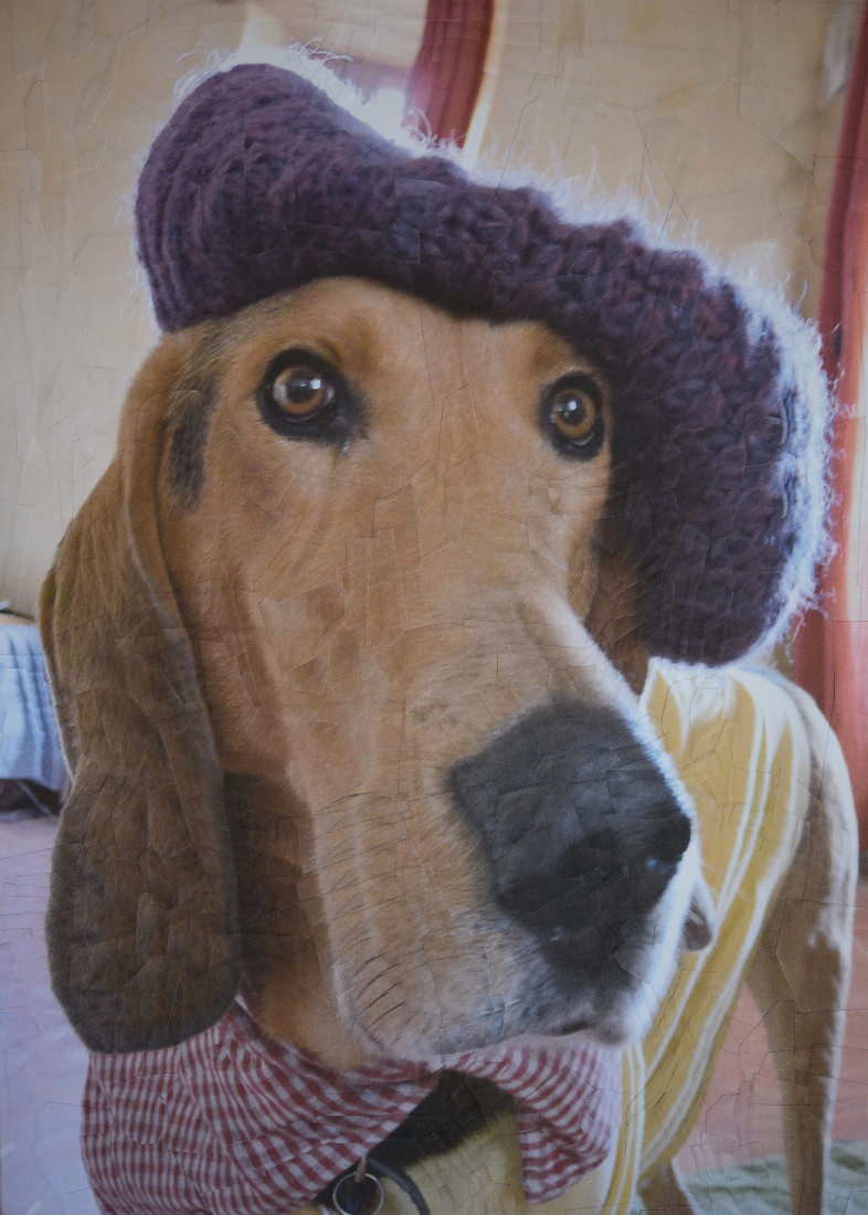 des portraits surréalistes de chiens et de chats en collages par Lola Dupré des portraits surrealistes de chiens et de chats en collages par Lola Dupre 7 des-portraits-surrealistes-de-chiens-et-de-chats-en-collages-par-Lola-Dupre-7