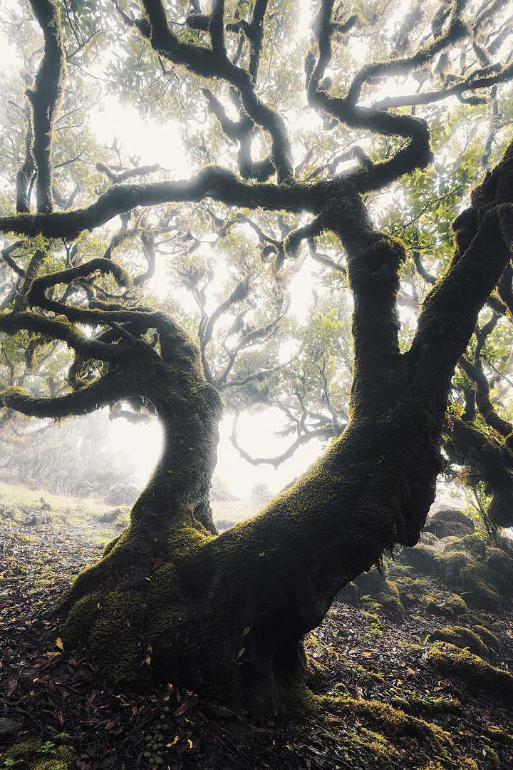 L'ile de Madère par Lukas Furlan l ile de Madeire par Portugal Lukas Furlan 8 l-ile-de-Madeire-par-Portugal-Lukas-Furlan-8
