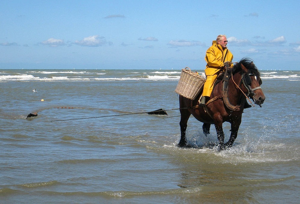 Les pêcheurs à cheval de Oostduinkerke Les pecheurs a cheval de Oostduinkerke 2 Les-pecheurs-a-cheval-de-Oostduinkerke-2
