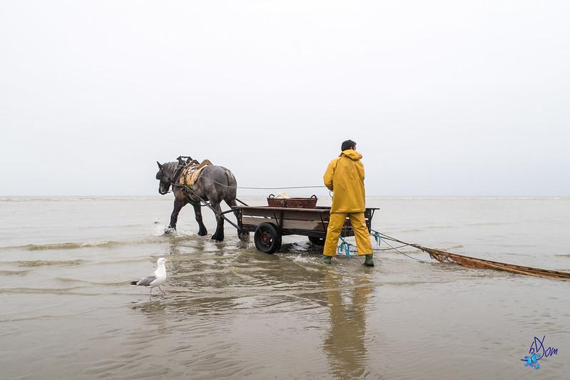 Les pêcheurs à cheval de Oostduinkerke Les pecheurs a cheval de Oostduinkerke 3 Les-pecheurs-a-cheval-de-Oostduinkerke-3