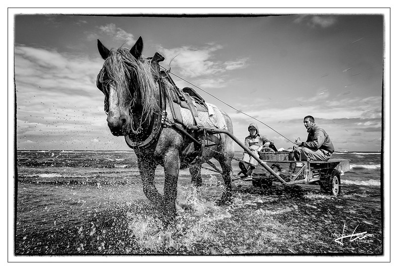 Les pêcheurs à cheval de Oostduinkerke Les pecheurs a cheval de Oostduinkerke 7 Les-pecheurs-a-cheval-de-Oostduinkerke-7