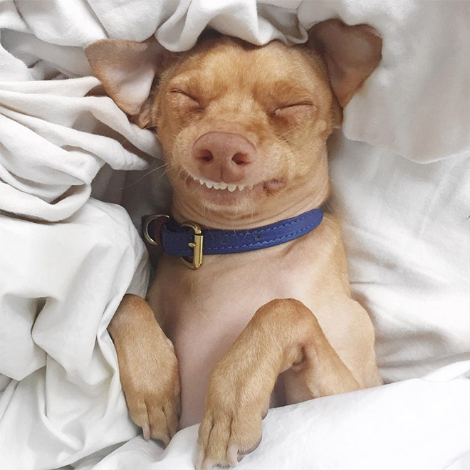 Tuna le chihuahua-teckel à la dentition hors norme Tuna le chihuahua teckel a la dentition hors norme 10 Tuna-le-chihuahua-teckel-a-la-dentition-hors-norme-10