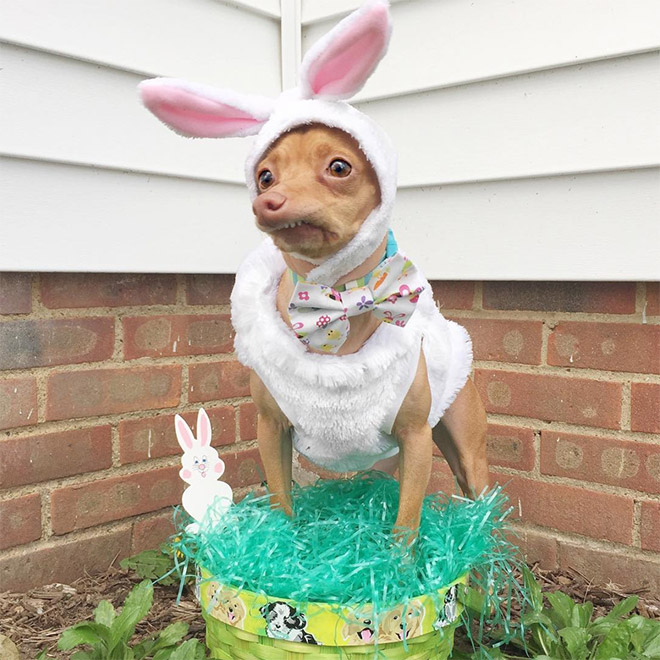 Tuna le chihuahua-teckel à la dentition hors norme Tuna le chihuahua teckel a la dentition hors norme 11 Tuna-le-chihuahua-teckel-a-la-dentition-hors-norme-11