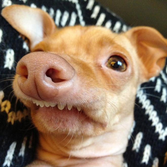 Tuna le chihuahua-teckel à la dentition hors norme Tuna le chihuahua teckel a la dentition hors norme 12 Tuna-le-chihuahua-teckel-a-la-dentition-hors-norme-12