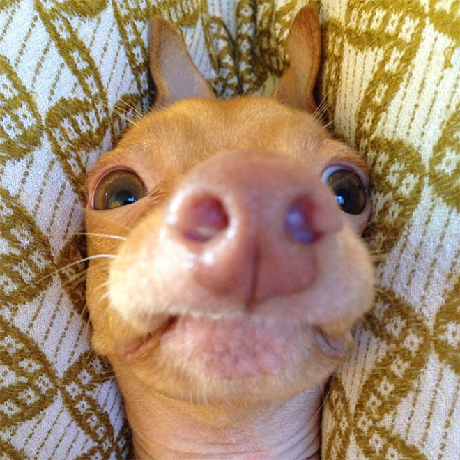 Tuna le chihuahua-teckel à la dentition hors norme Tuna le chihuahua teckel a la dentition hors norme 13 Tuna-le-chihuahua-teckel-a-la-dentition-hors-norme-13