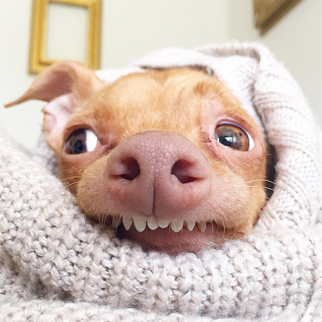 Tuna le chihuahua-teckel à la dentition hors norme Tuna le chihuahua teckel a la dentition hors norme 14 Tuna-le-chihuahua-teckel-a-la-dentition-hors-norme-14