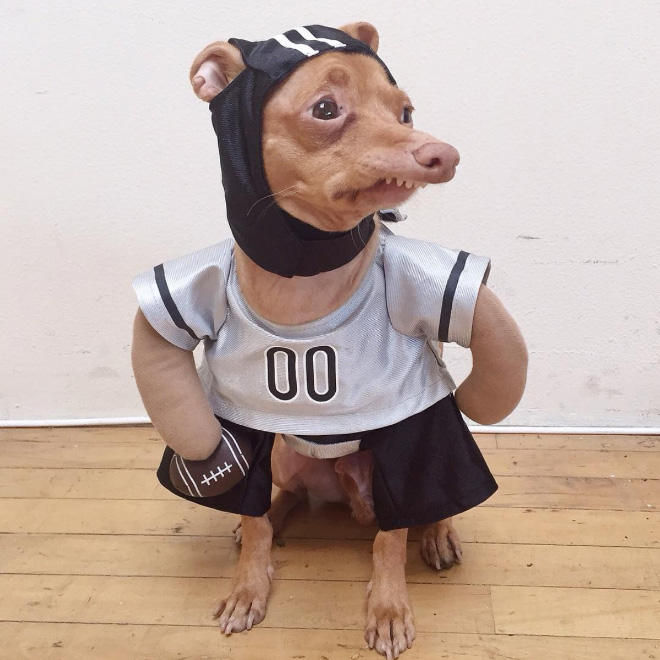 Tuna le chihuahua-teckel à la dentition hors norme Tuna le chihuahua teckel a la dentition hors norme 15 Tuna-le-chihuahua-teckel-a-la-dentition-hors-norme-15