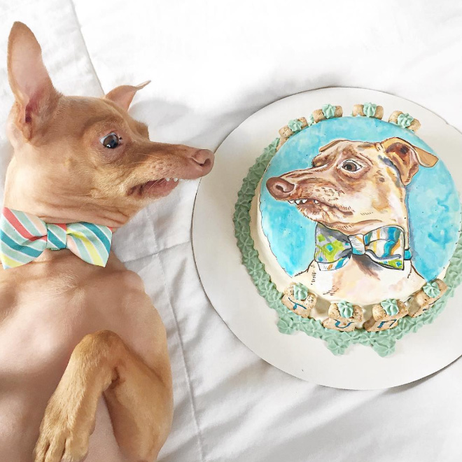 Tuna le chihuahua-teckel à la dentition hors norme Tuna le chihuahua teckel a la dentition hors norme 16 Tuna-le-chihuahua-teckel-a-la-dentition-hors-norme-16