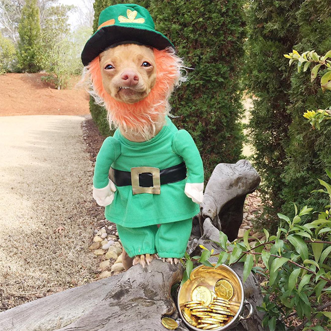 Tuna le chihuahua-teckel à la dentition hors norme Tuna le chihuahua teckel a la dentition hors norme 17 Tuna-le-chihuahua-teckel-a-la-dentition-hors-norme-17