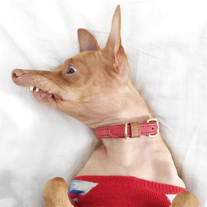 Tuna le chihuahua-teckel à la dentition hors norme Tuna le chihuahua teckel a la dentition hors norme 19 Tuna-le-chihuahua-teckel-a-la-dentition-hors-norme-19